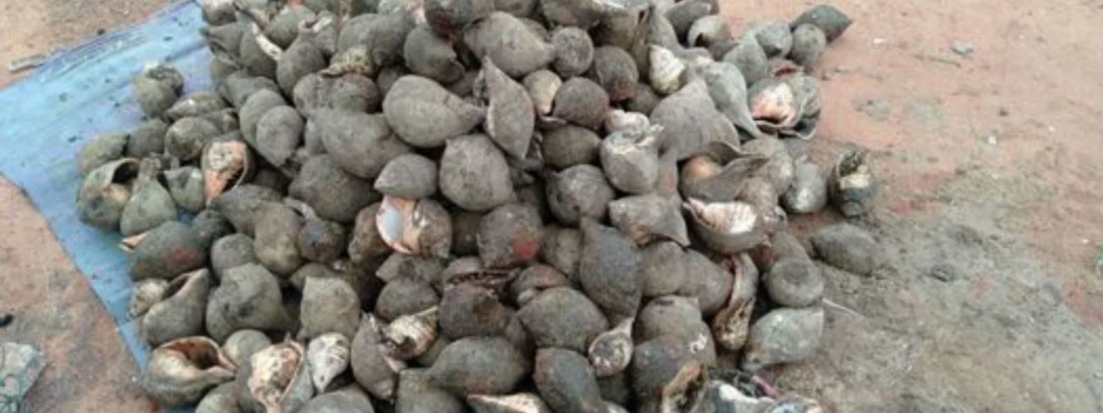 Navy uncovers 388 Conch shells in Mullaitivu