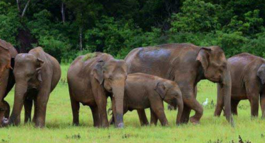 Wild elephants threaten the livelihood of Kekirawa villagers