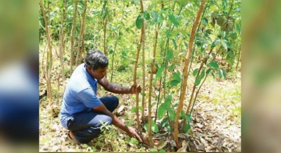Farmers affected by declining Cinnamon prices