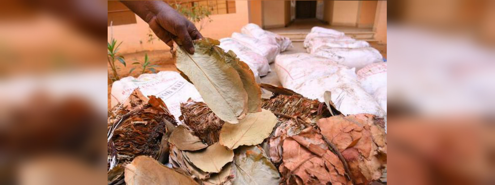 720 kg of beedi leaves seized by STF in Mannar
