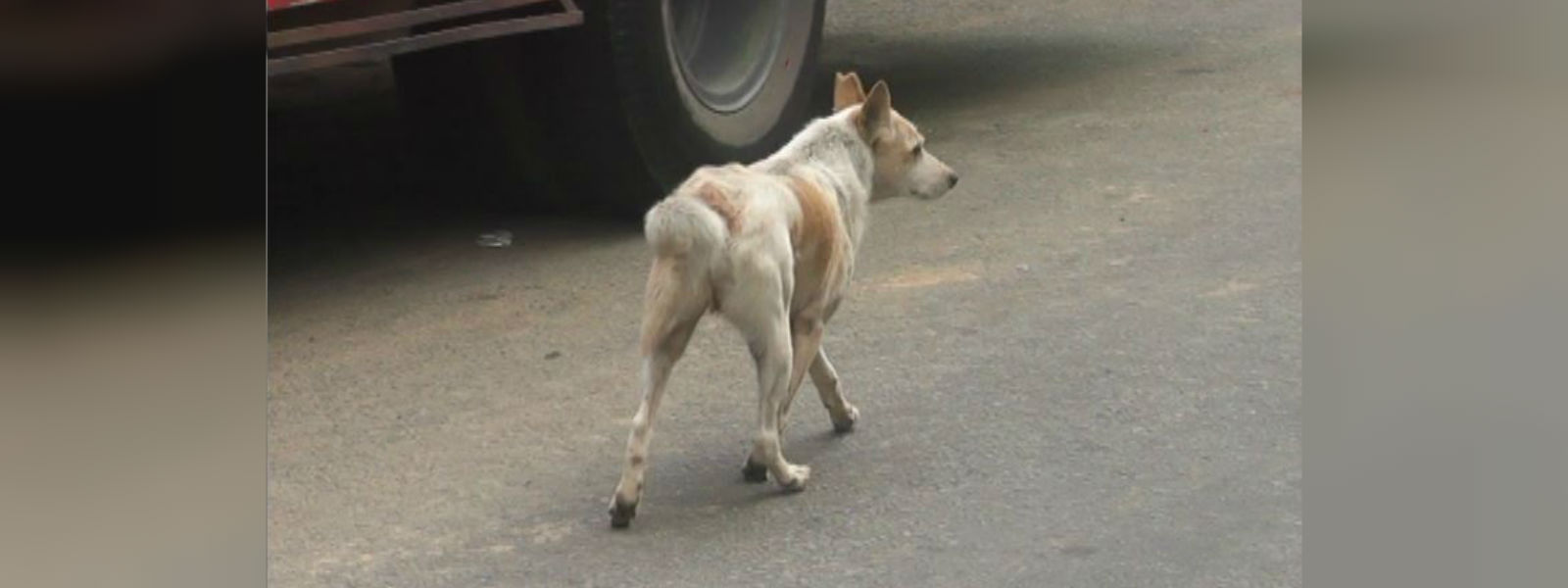 Stray dogs in Kandy to be relocated