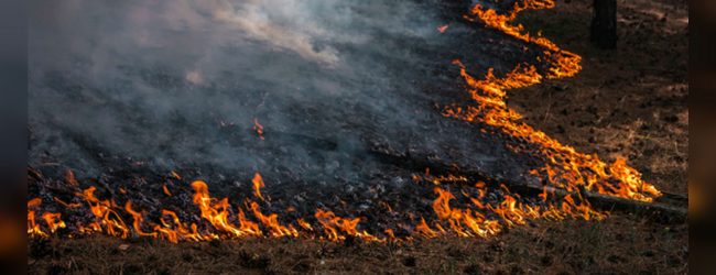 Man-made forest fires on the rise in Monaragala; Ella fire extinguished