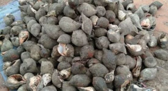 Navy uncovers 388 Conch shells in Mullaitivu