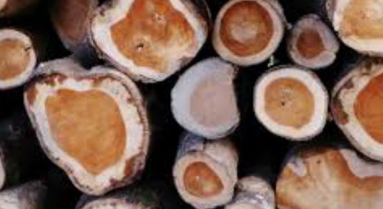 3 year-long timber racket raided; 2 arrested
