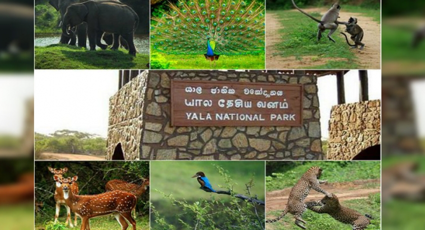 Yala park to be closed for two months from September 1st