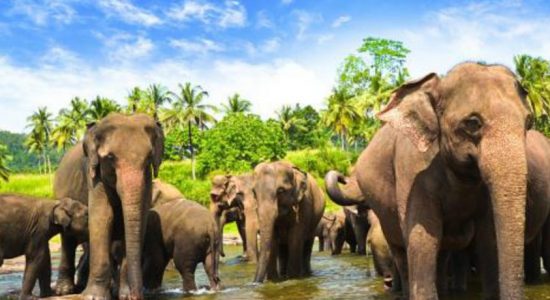 Elephant population in Sri Lankan to be surveyed 