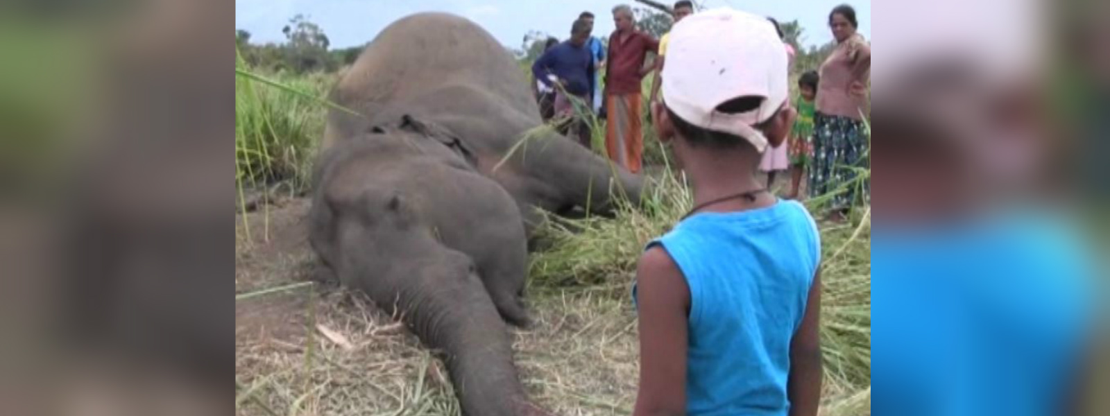 Parts of elephants sent to 3 institutions