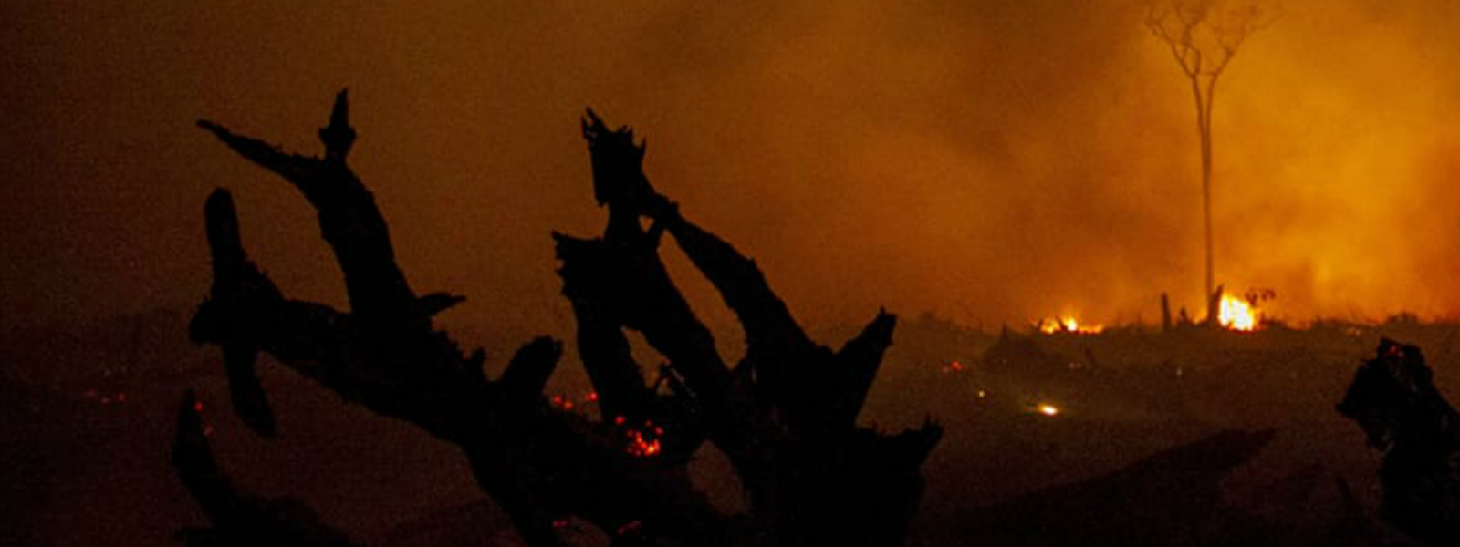 8 suspects linked to the Hagala forest fire, arrested