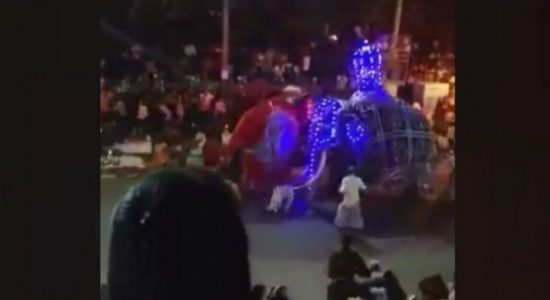 Two elephants become unruly during perahera