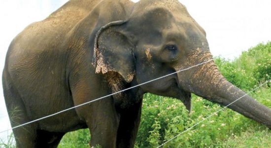 Gammadda takes on the Human-Elephant Conflict