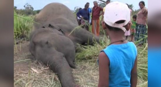 Remains of 7 elephants sent to the Analyst Dept