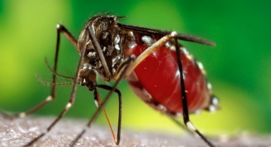 Climate change could lead to an increase in dengue