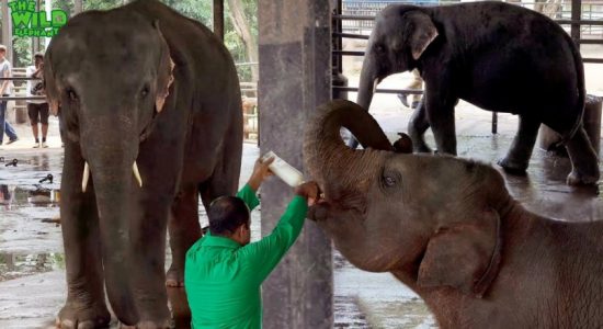 Pinnawala elephant orphanage employees on strike 
