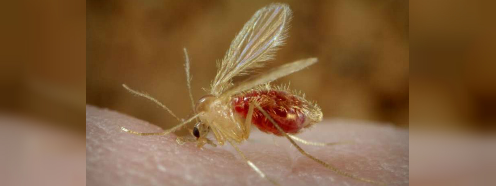 Sand fly disease on the rise in Polonnaruwa