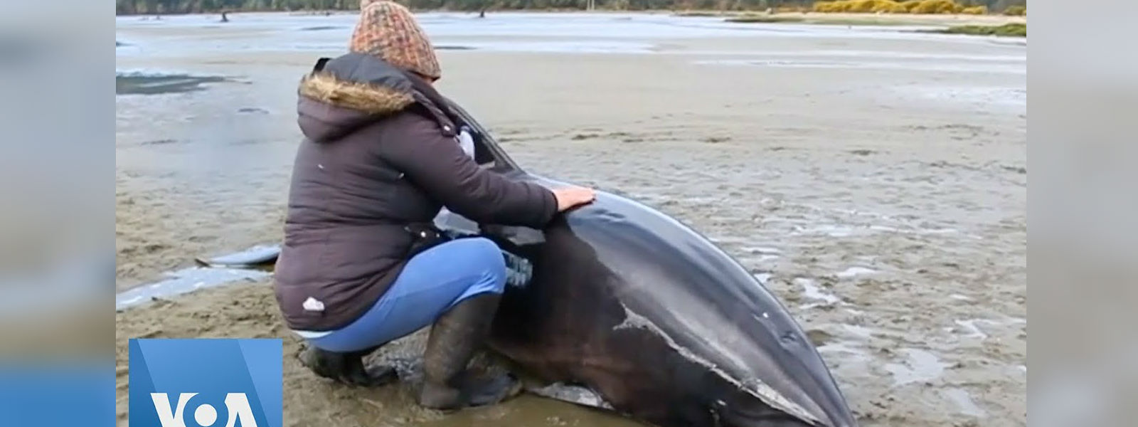 Two stranded dolphins rescued in Chile