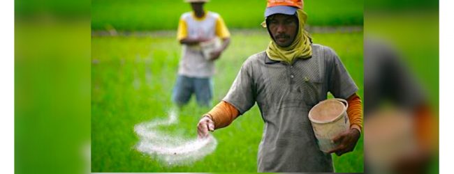 Anuradhapura farmers distressed due to fertilizer shortage