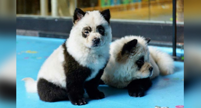 Chinese cafe owner turns his dogs into pandas to draw in the crowds