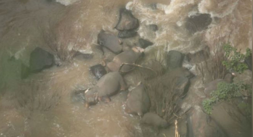 Thailand says 11 elephants killed after falling into waterfall