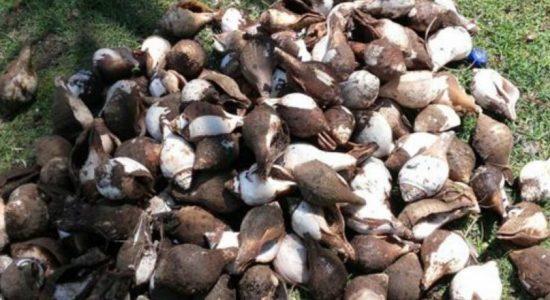 Navy apprehends suspect with 658 conch shells