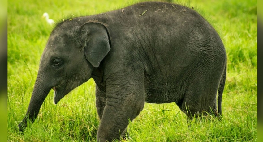 Polythene kills elephant in Ampara
