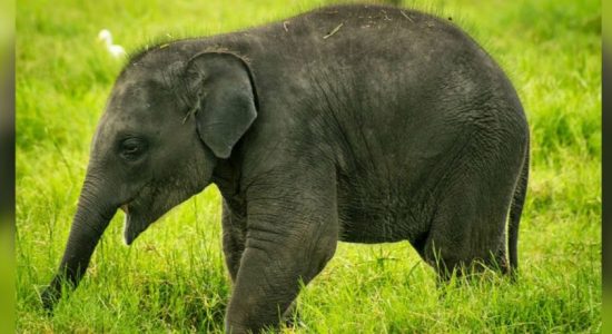 Polythene kills elephant in Ampara