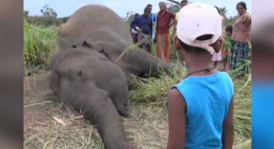 Habarana elephant deaths report to be released
