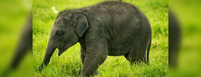 Polythene kills elephant in Ampara