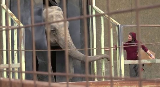 Rescued elephant flys from Chile to Brazil