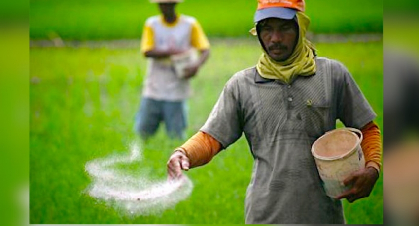 Anuradhapura farmers distressed due to fertilizer shortage
