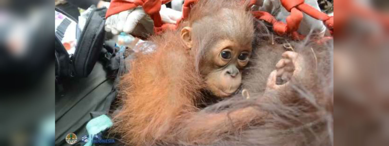 Mother and baby orangutans relocated from Indonesia forest fire