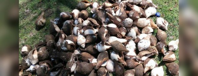 Navy apprehends suspect with 658 conch shells