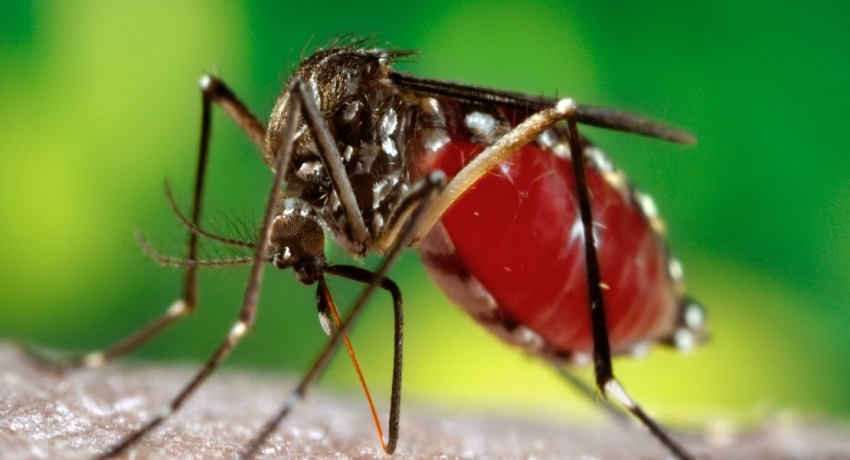 Special dengue eradication programs launched in 6 districts