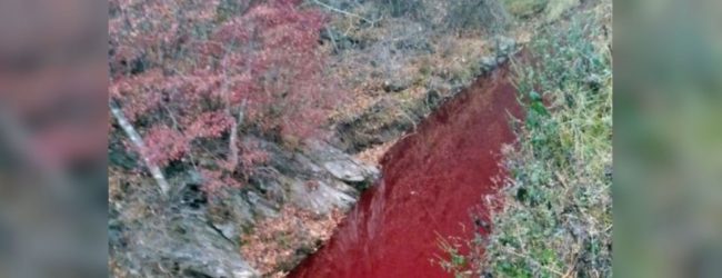 Blood from culled pigs polluted South Korean river