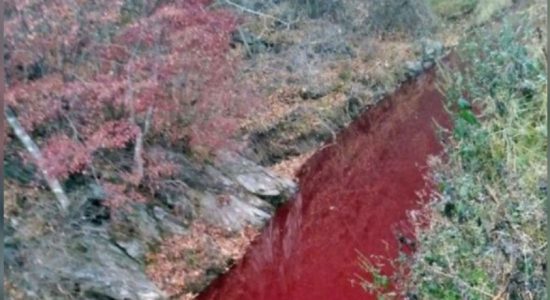 Blood from culled pigs polluted South Korean river