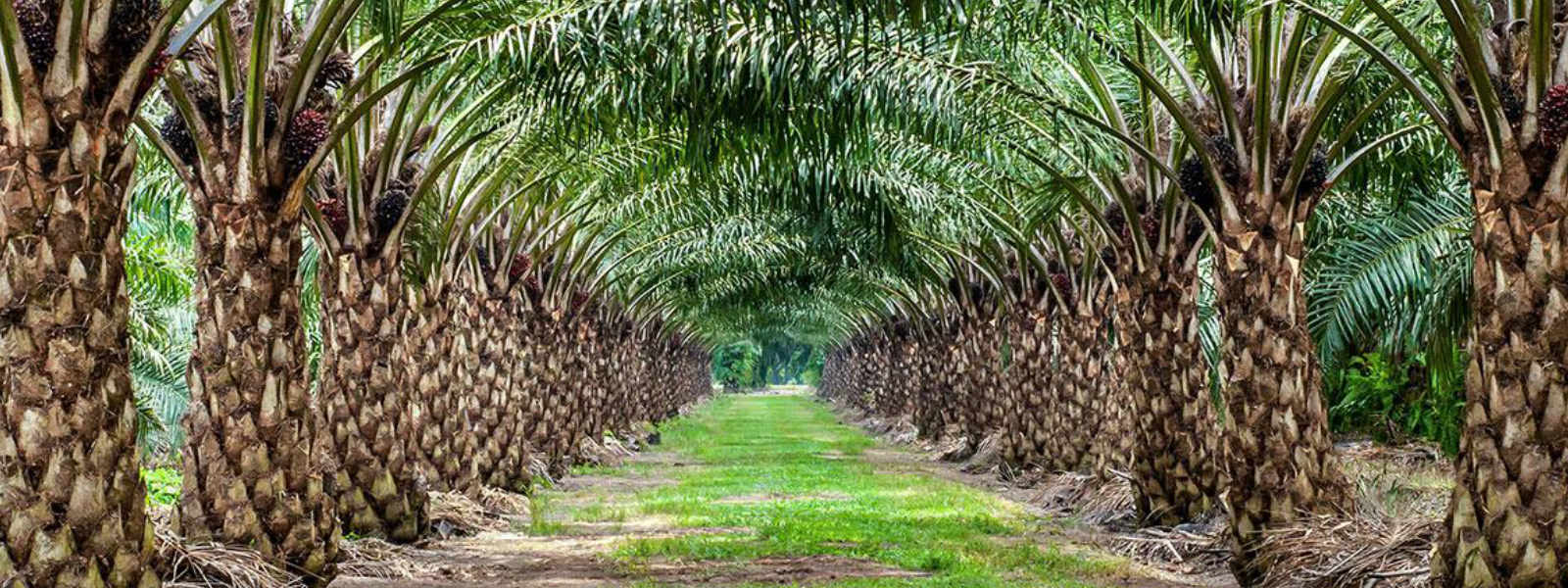 Government to ban oil palm cultivations