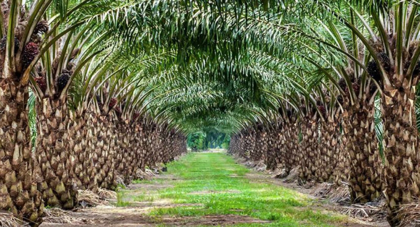 Government to ban oil palm cultivations