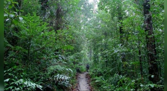 New program to reforest certain areas