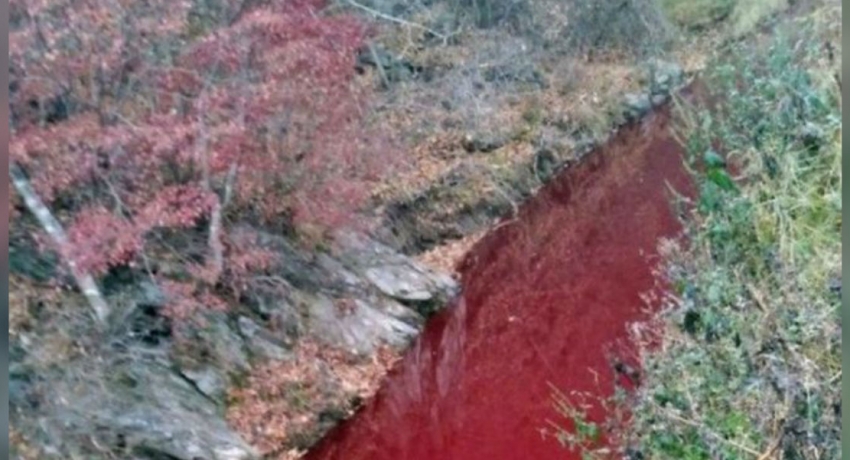 Blood from culled pigs polluted South Korean border river