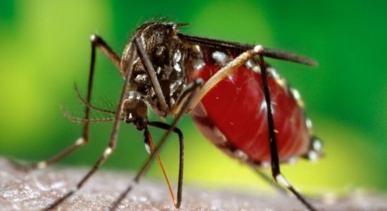 Special dengue eradication programs launched 