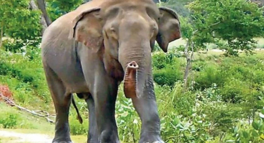 One dead, 4 injured in wild elephant attacks