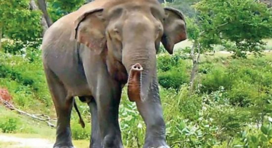Wildlife officer attacked and killed by elephant