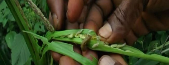 UN implements “Global Action Fall Army Worm Control” to fight Sena caterpillar on a global scale
