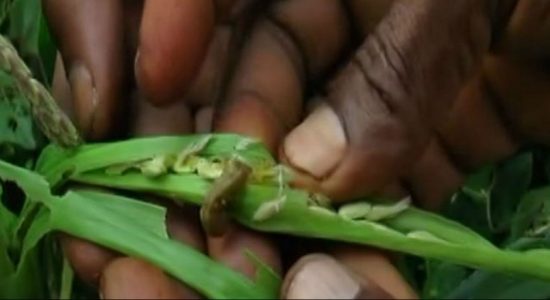 UN implements “Global Action Fall Army Worm Control” to fight Sena caterpillar on a global scale