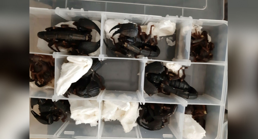 Chinese scorpion smuggler arrested at the BIA