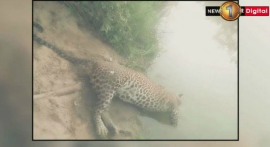 Search operation following leopard killings in Udawalawa
