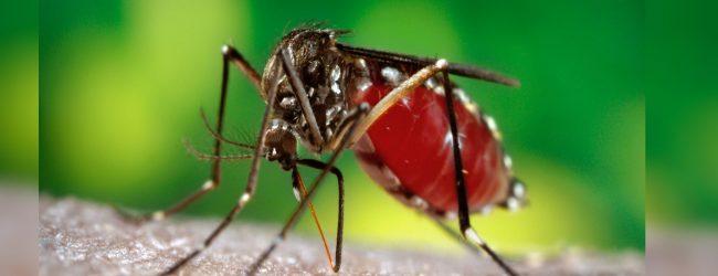 3000 dengue cases so far this year