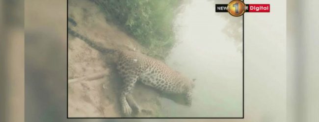 Extensive investigation over dead leopard in Mau Ara reservoir