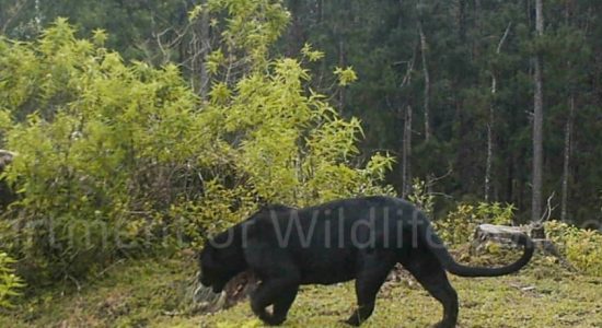 'Sri Lankan Black Panther' rediscovered 