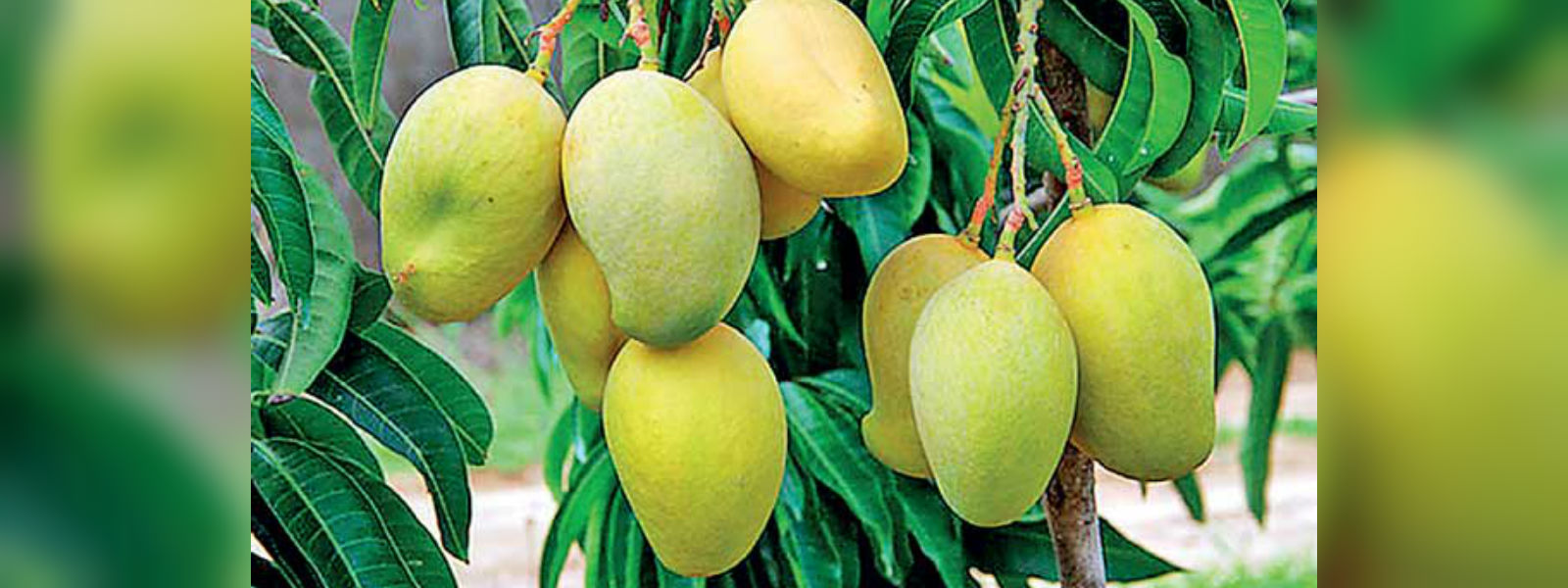 New mango variety discovered