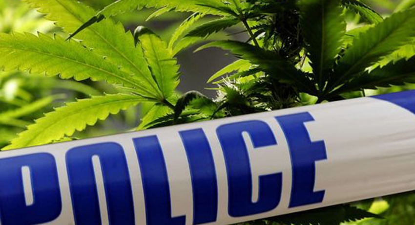 Cannabis plantation in Athimale raided